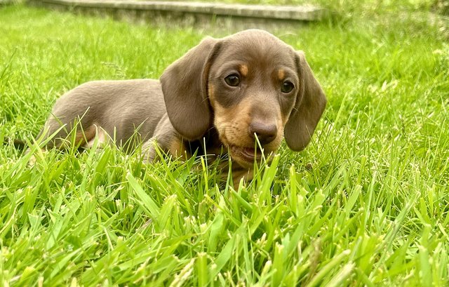 Image 1 of Miniature dachshund, choc&tan and choc dapple