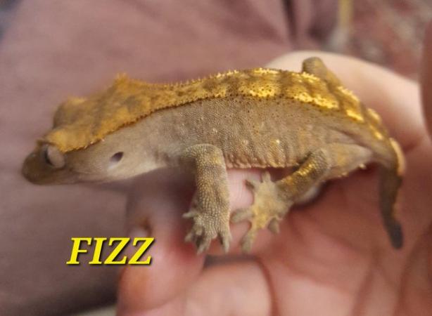 Image 2 of Dash pin flame crested gecko