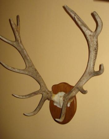 Image 2 of RED STAG ANTLERS 12 POINT 'ROYAL' ON PLAQUE.