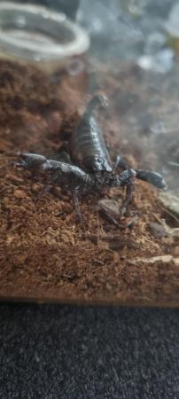 Image 5 of Asian blue forest scorpion