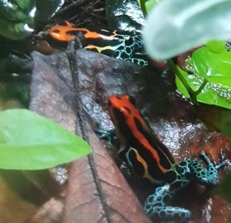 Image 5 of Dart frog tadpoles for posting