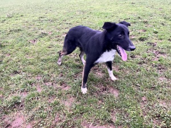 Image 2 of Border collie dog looking for active home