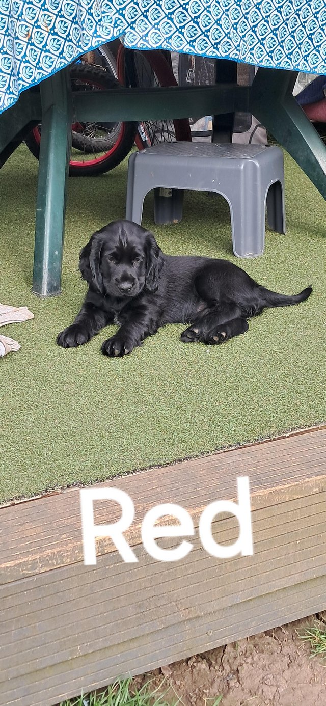 Preview of the first image of 3 Cocker spaniel vaccinated, microchipped,dewormed.