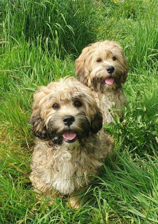 Image 5 of Cuddly Shihpoo Puppies - READY NOW!