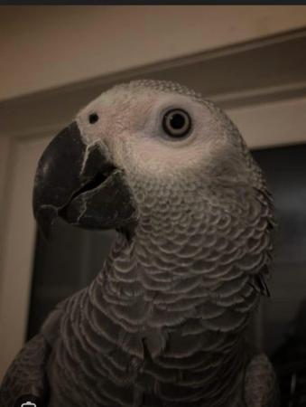 Image 4 of Silly & Cuddle Baby UK Bred African Grey