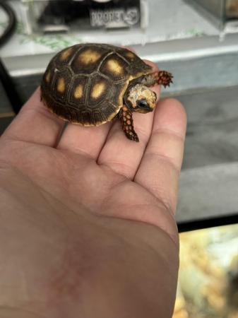 Image 4 of Red Foot Tortoise Juvenile