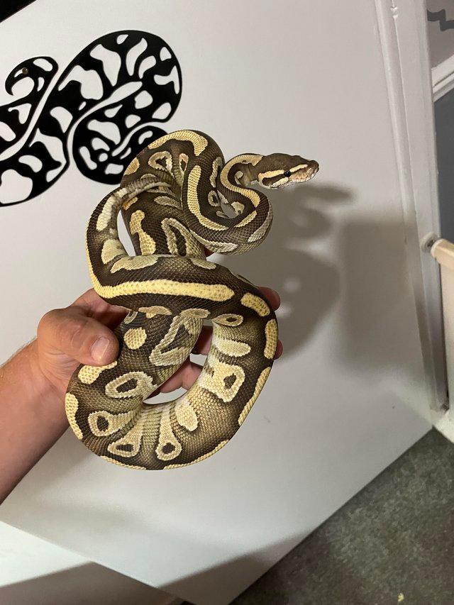 Preview of the first image of Mix of royal/ball pythons for sale.