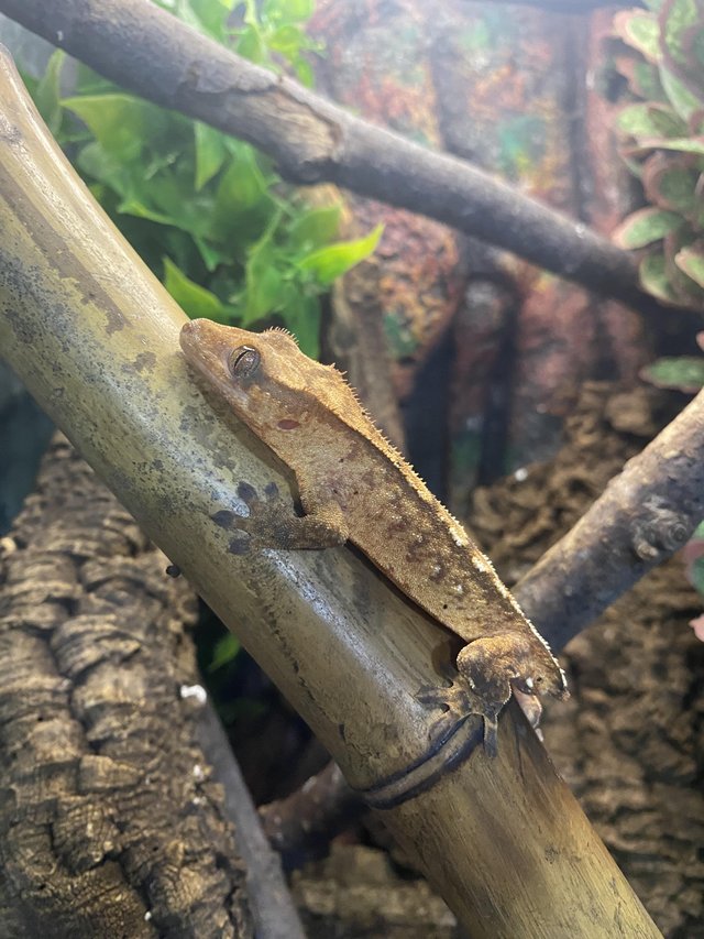 Preview of the first image of 3 baby crested geckos for sale.