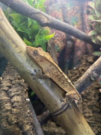 Image 1 of 4 baby crested geckos for sale