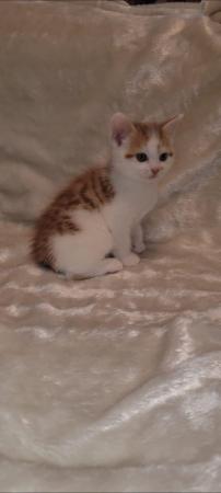 Image 5 of Gorgeous kittens for sale . Ready
