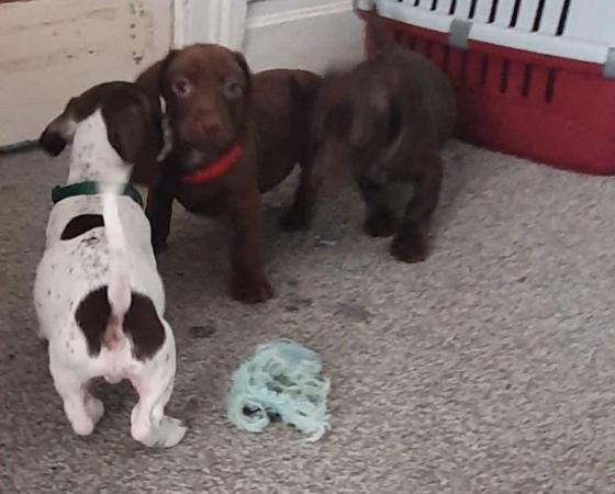 Image 18 of 8 week old mini dach x Springer spaniel pups