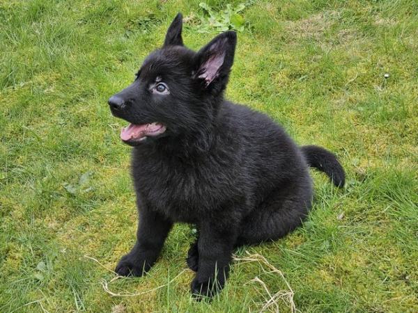 Image 7 of KC registered German Shepherd Puppy