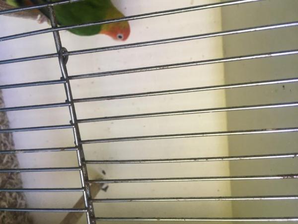 Image 5 of Young Lovebird with cage