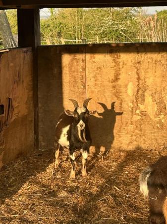 Image 1 of Breeding billy goat 1 year old