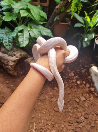Image 7 of OMG Beautiful white snake