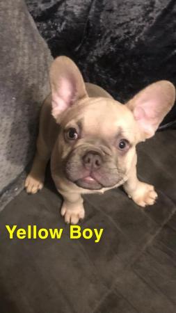 Image 1 of KC registered French Bulldogs READY NOW