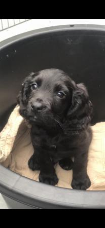 Image 6 of Cocker spaniel pups (ready now)