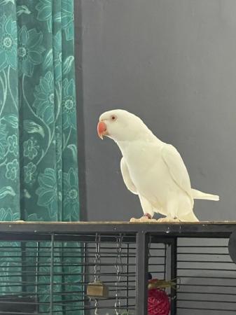 Image 5 of Beautiful white female ringneck parrot for sale