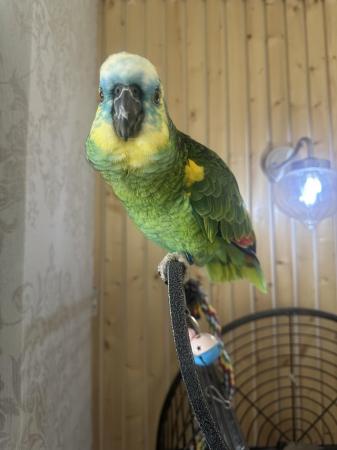 Image 4 of Blue fronted Female (Flo) Amazon Parrot tame talking