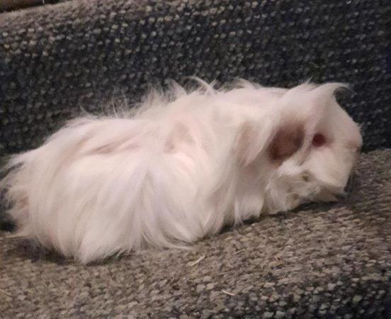 Image 1 of Adult Bonded Female Guinea pigs Available