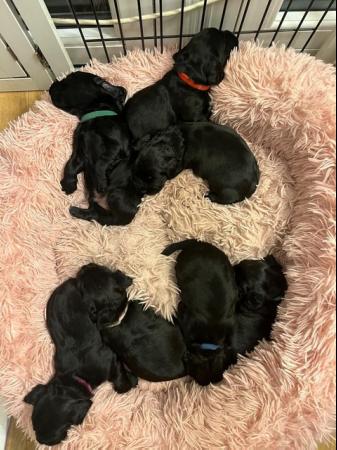 Image 5 of Working Cocker Spaniel puppies for sale - KC Pedigree