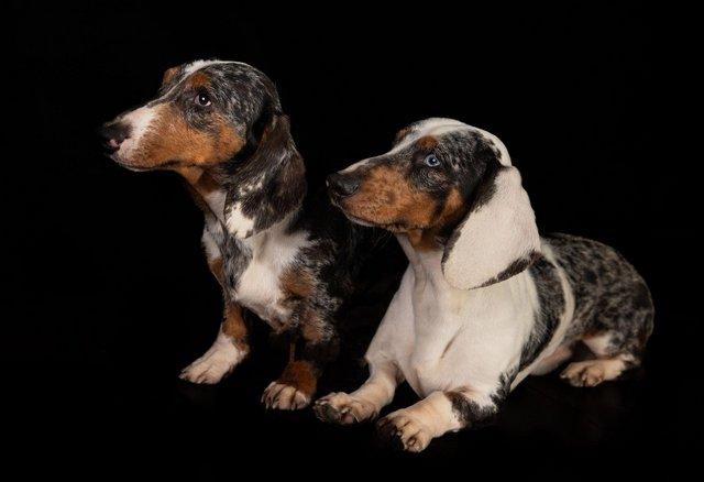 Image 3 of Stunning dachshunds for stud duties