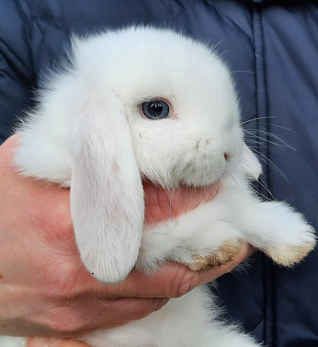 Preview of the first image of Adorable Purebred Mini Lop.