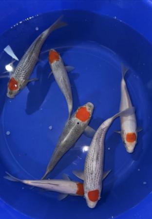 Image 3 of Japanese koi ???? for sale numerous breeds