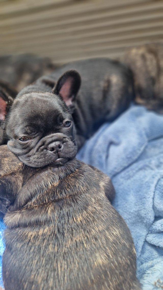 Preview of the first image of Champion sire kc healthy  French bulldog puppies.