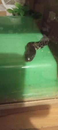 Image 3 of Mexican black king snake, 2023