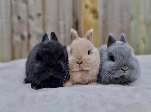 Image 6 of Purebred Netherland Dwarf Bunnies!
