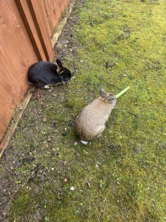 Image 5 of Mini lop rabbits for sale