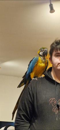 Image 2 of Blue & gold Macaw Parrot Male
