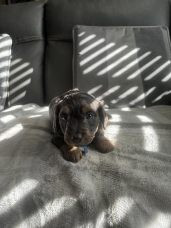 Image 12 of Dorkies ( dachshund/yorkshire terrier) ready now