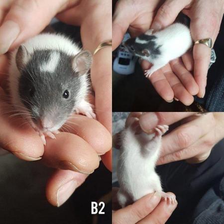 Image 10 of Rex smooth coat top eared dumbo baby rats