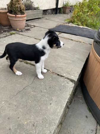 Image 5 of 8 week old Border Collie Puppies