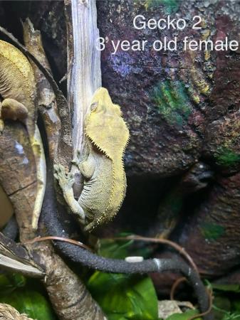Image 5 of Various aged Crested geckos