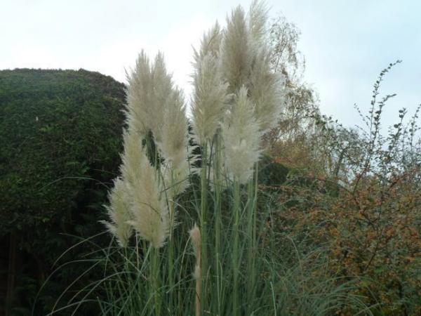 Image 1 of cut and dry garden Pampas grass stems