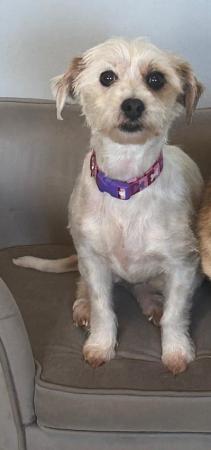 Image 3 of BONNY IS A VERY FRIENDLY 2YR OLD SHIHTZU X JRT