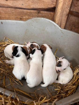 Image 4 of 2 Jack Russell Pups looking for their forever homes