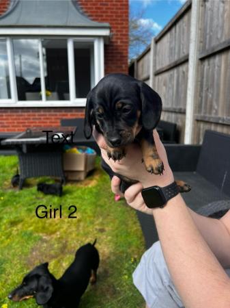 Image 2 of 4 gorgeous Black and Tan, Miniature Dachshund Puppies