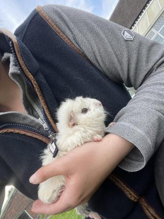 Image 3 of White male guinea pig for sale