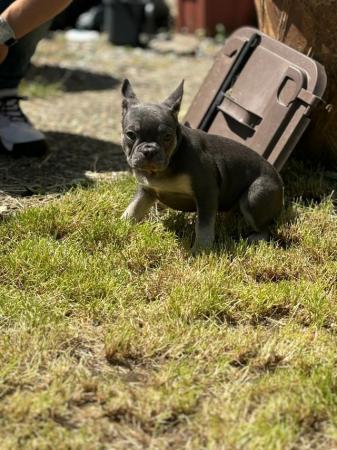 Image 2 of French Bulldog Puppies KC Registered