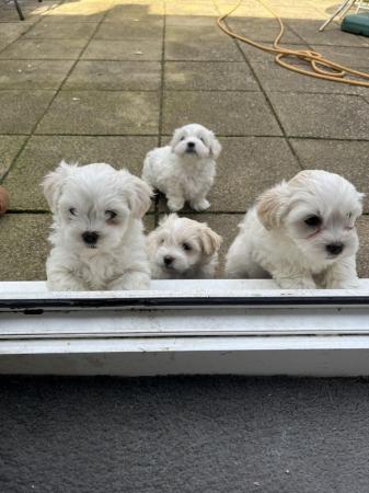 Image 5 of 8 week old vaccinated and microchipped Maltese puppies