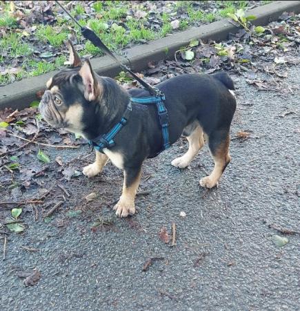 Image 6 of REDUCED Health tested clear coco/tan french bulldog male