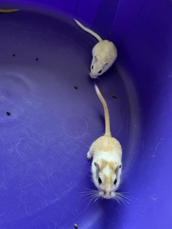 Image 10 of Male Gerbils with Glass Tank