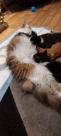 Image 3 of Beautiful Mainecoon kittens looking for loving homes