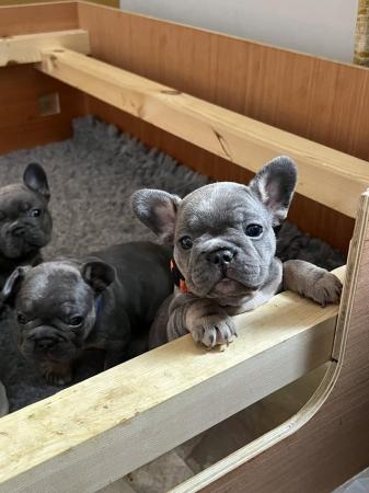 Image 3 of French Bulldogs**Ready to leave**