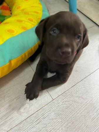 Image 8 of KC registered Health Tested Chocolate Labradors Puppies