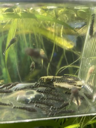 Image 3 of Young bristlenose plecos for sale